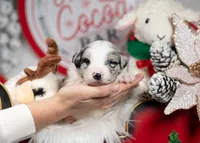 Cosmos, a male Border Collie for sale in Springfield, MO – Photo 6 of 8