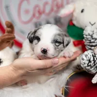 Cosmos, a male Border Collie for sale in Springfield, MO – Photo 5 of 8