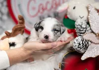 Cosmos, a male Border Collie for sale in Springfield, MO – Photo 5 of 8