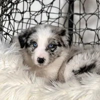 Cosmos, a male Border Collie for sale in Springfield, MO – Photo 2 of 8