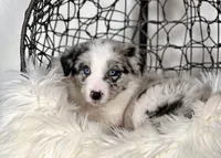 Cosmos, a male Border Collie for sale in Springfield, MO – Photo 2 of 8