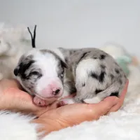 Cosmos, a male Border Collie for sale in Springfield, MO – Photo 7 of 8