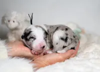 Cosmos, a male Border Collie for sale in Springfield, MO – Photo 7 of 8