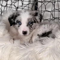 Cosmos, a male Border Collie for sale in Springfield, MO – Photo 1 of 8