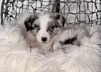 Cosmos, a male Border Collie for sale in Springfield, MO – Photo 1 of 8