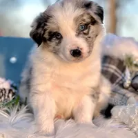 Cosmos, a male Border Collie for sale in Springfield, MO – Photo 3 of 8