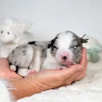 Cosmos, a male Border Collie for sale in Springfield, MO – Photo 8 of 8