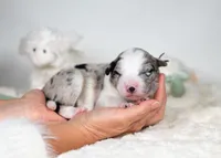 Cosmos, a male Border Collie for sale in Springfield, MO – Photo 8 of 8