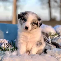 Cosmos, a male Border Collie for sale in Springfield, MO – Photo 4 of 8