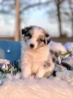 Cosmos, a male Border Collie for sale in Springfield, MO – Photo 4 of 8