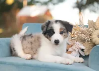 Suede, a male Border Collie for sale in Springfield, MO – 7 of 9