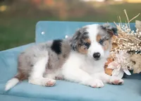 Velvet, a female Border Collie for sale in Springfield, MO – 5 of 10