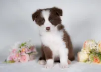 Strawberry, a female Border Collie for sale in Springfield, MO – Photo 3 of 10