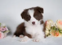 Strawberry, a female Border Collie for sale in Springfield, MO – Photo 2 of 10