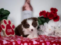 Strawberry, a female Border Collie for sale in Springfield, MO – Photo 8 of 10