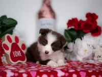 Strawberry, a female Border Collie for sale in Springfield, MO – Photo 10 of 10