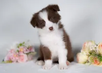 Strawberry, a female Border Collie for sale in Springfield, MO – Photo 1 of 10