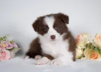 Strawberry, a female Border Collie for sale in Springfield, MO – Photo 4 of 10