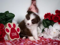 Strawberry, a female Border Collie for sale in Springfield, MO – Photo 9 of 10