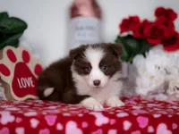 Strawberry, a female Border Collie for sale in Springfield, MO – Photo 6 of 10