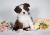 Strawberry, a female Border Collie for sale in Springfield, MO – Photo 5 of 10