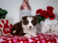 Strawberry, a female Border Collie for sale in Springfield, MO – Photo 7 of 10