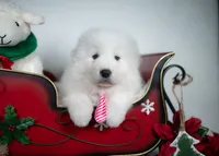 Jingle Bells, a female Maremma Sheepdog for sale in Springfield, MO – Photo 2 of 4