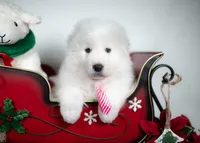 Jingle Bells, a female Maremma Sheepdog for sale in Springfield, MO – Photo 4 of 4
