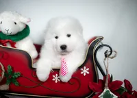 Jingle Bells, a female Maremma Sheepdog for sale in Springfield, MO – Photo 1 of 4