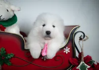 Jingle Bells, a female Maremma Sheepdog for sale in Springfield, MO – Photo 3 of 4