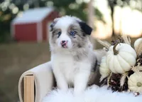 Miles, a male Border Collie for sale in Springfield, MO – 6 of 6