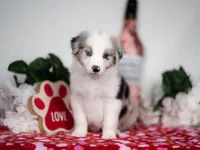 Mulberry, a male Border Collie for sale in Springfield, MO – Photo 8 of 10