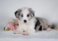 Mulberry, a male Border Collie for sale in Springfield, MO – Photo 5 of 10