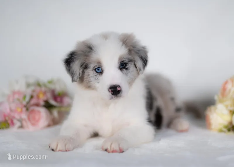 Mulberry, a male Border Collie for sale in Springfield, MO – Photo 1 of 10