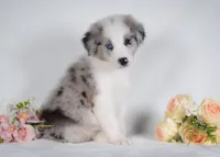 Mulberry, a male Border Collie for sale in Springfield, MO – Photo 2 of 10