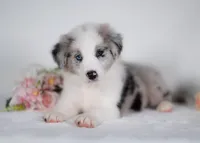 Mulberry, a male Border Collie for sale in Springfield, MO – Photo 4 of 10