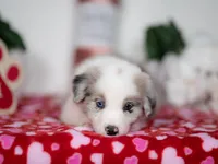 Mulberry, a male Border Collie for sale in Springfield, MO – Photo 7 of 10