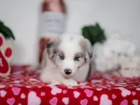 Mulberry, a male Border Collie for sale in Springfield, MO – Photo 9 of 10