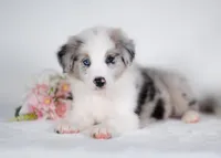 Mulberry, a male Border Collie for sale in Springfield, MO – Photo 3 of 10