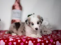 Mulberry, a male Border Collie for sale in Springfield, MO – Photo 6 of 10