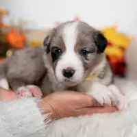 Cloveleaf, a male Border Collie for sale in Springfield, MO – Photo 2 of 7