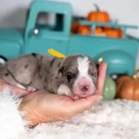 Cloveleaf, a male Border Collie for sale in Springfield, MO – Photo 5 of 7