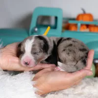 Cloveleaf, a male Border Collie for sale in Springfield, MO – Photo 7 of 7