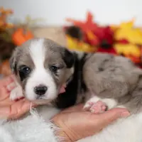 Cloveleaf, a male Border Collie for sale in Springfield, MO – Photo 3 of 7