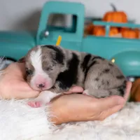 Cloveleaf, a male Border Collie for sale in Springfield, MO – Photo 4 of 7