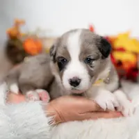 Cloveleaf, a male Border Collie for sale in Springfield, MO – Photo 1 of 7