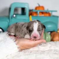 Cloveleaf, a male Border Collie for sale in Springfield, MO – Photo 6 of 7