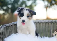 Suede, a male Border Collie for sale in Springfield, MO – 2 of 9