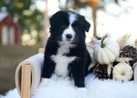 Gypsy, a female Border Collie for sale in Springfield, MO – 2 of 4