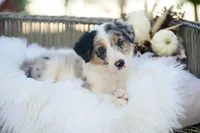 Chenille, a female Border Collie for sale in Springfield, MO – 4 of 8